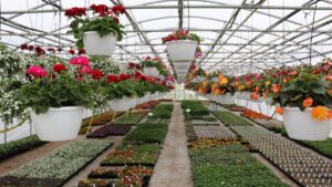 Clearview Acres Greenhouse 1200
