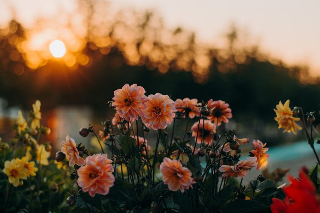 Regular Events 1 irina iriser mNz9Pa3tz34 unsplash